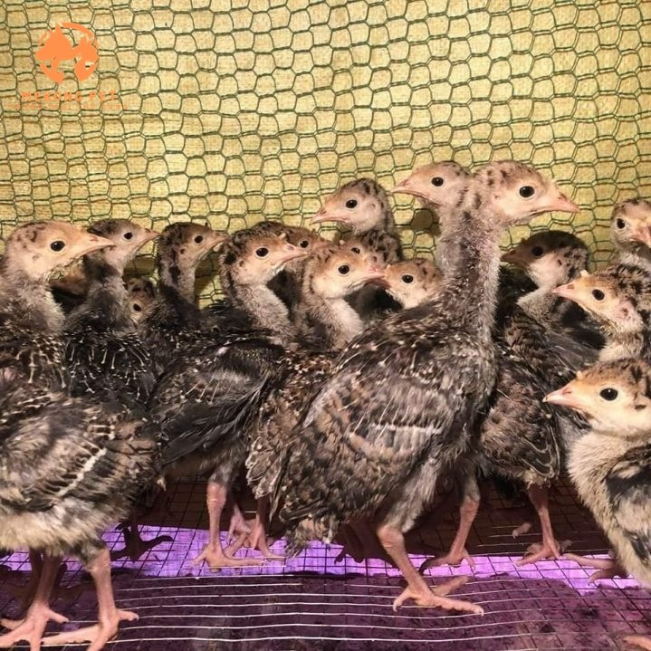 Trại bán Gà tây con giống tại Đồng nai có giao hàng toàn quốc